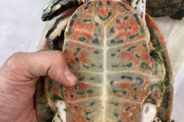 Schildkröten  kaufen und verkaufen Foto: Snakes Frogs Turtles Trades possible