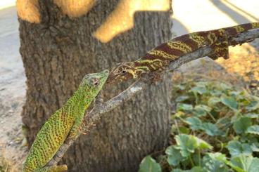 Lizards kaufen und verkaufen Photo: GERMANY NETHERLANDS FRANCE BELGIUM