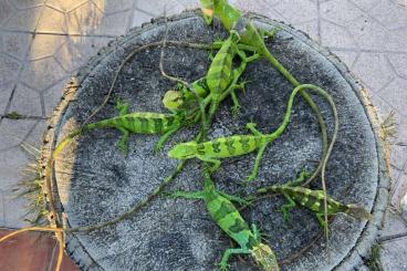 Lizards kaufen und verkaufen Photo: Lyon - Metz - Frankfurt - Cologne - Amsterdam - Lille - Paris