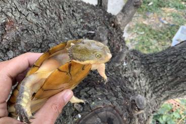 Schildkröten  kaufen und verkaufen Foto: Delivery France Belgium Germany Netherlands