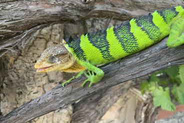 Lizards kaufen und verkaufen Photo: HAMM -  FRANCE EXPORT POSSIBLE