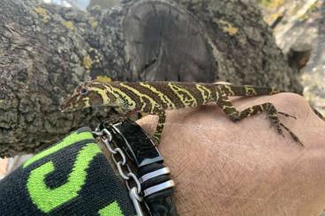 Echsen  kaufen und verkaufen Foto: Leachianus Heloderma Anolis Potamites