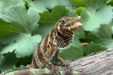 Echsen kaufen und verkaufen Foto: Leachianus Heloderma Anolis Potamites Echsen kaufen und verkaufen Foto: Leachianus Heloderma Anolis Potamites