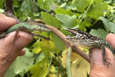 Echsen  kaufen und verkaufen Foto: Anolis Germany France Belgium Netherlands 