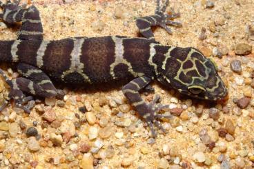 Geckos kaufen und verkaufen Photo: Malayische Waldgeckos abzugeben 