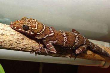 Geckos kaufen und verkaufen Foto: Cyrtodactylus consobrinus abzugeben 