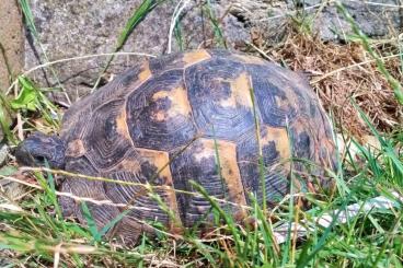 Landschildkröten kaufen und verkaufen Photo: Maurische Landschildkröten Landschildkröten kaufen und verkaufen Photo: Maurische Landschildkröten