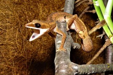 Geckos kaufen und verkaufen Foto: Fuchsgesichtgeckos abzugeben 