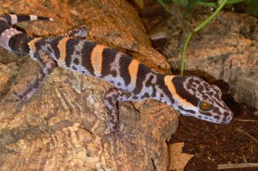 Geckos kaufen und verkaufen Foto: Huulien-Tigergecko, männlich, abzugeben