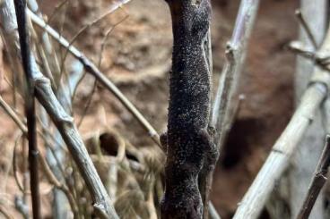 Lizards kaufen und verkaufen Photo: 1.1 Strophorus ciliaris adult