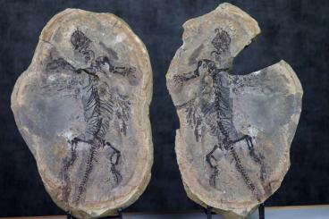 Sonstiges kaufen und verkaufen Foto:   Barasaurus fossils last pieces