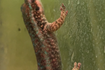 Geckos kaufen und verkaufen Foto: Oedura coggeri, Paroedura vazimba, Phelsuma borbonica agalegae 