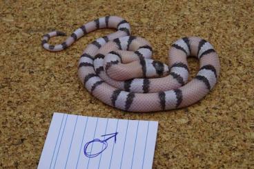 Schlangen kaufen und verkaufen Foto: Lampropeltis abnorma / Honduras Königsnattern