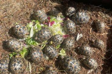 Tortoises kaufen und verkaufen Photo: Radiata and chelonoidis carbonaria