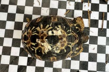 Landschildkröten kaufen und verkaufen Foto: Astrochelys radiata babies