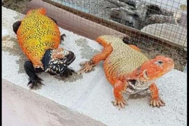 Echsen  kaufen und verkaufen Foto: Uromastyx available for hamm