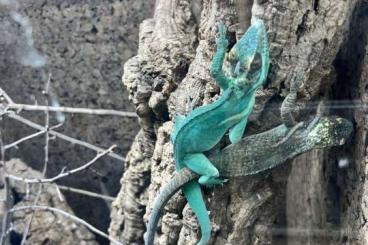 Lizards kaufen und verkaufen Photo: Available For hamm or houten show