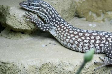 Monitor lizards kaufen und verkaufen Photo: Varanus Acanthurus,  9/22 und 10/22