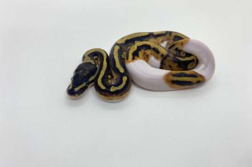 Königspythons kaufen und verkaufen Foto: Python regius (Ball python)
