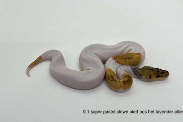 Königspythons kaufen und verkaufen Photo: Python regius adult and babies for sale Königspythons kaufen und verkaufen Photo: Python regius adult and babies for sale
