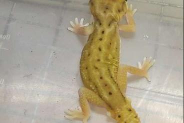 Geckos kaufen und verkaufen Foto: Nephrurus deleani and levis for hamm 