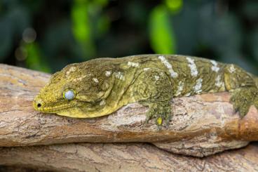 Geckos kaufen und verkaufen Photo: Rhacodacylus leachianus, Neukaledonische Riesengeckos