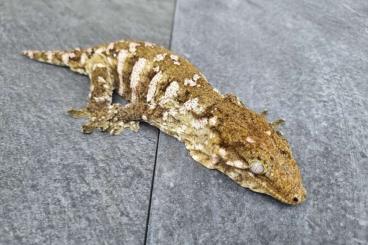 Geckos kaufen und verkaufen Foto: offer various Geckos for the Hamm show