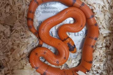 Nattern ungiftige kaufen und verkaufen Foto: Lampropeltis Hondurensis Nz.2025 Nattern ungiftige kaufen und verkaufen Foto: Lampropeltis Hondurensis Nz.2025
