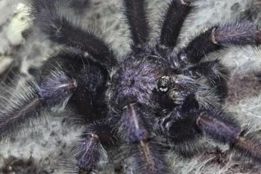Spiders and Scorpions kaufen und verkaufen Photo: 1.0 Avicularia purpurea (RH 06/25) oder kaufe Weiber Spiders and Scorpions kaufen und verkaufen Photo: 1.0 Avicularia purpurea (RH 06/25) oder kaufe Weiber