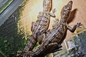 andere Echsen kaufen und verkaufen Foto: Crocodylus moreletii babys