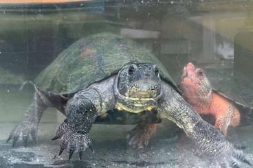 Turtles and Tortoises kaufen und verkaufen Photo: nigricans  red and adulte 1. 0  sacalia quadriocelata