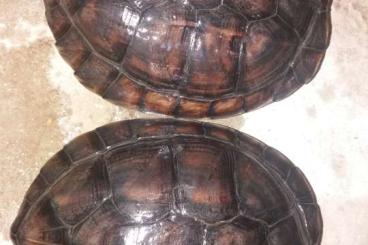 Turtles and Tortoises kaufen und verkaufen Photo: mauremys annamensis  sell or exchange