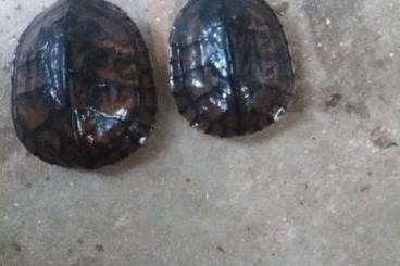 Turtles and Tortoises kaufen und verkaufen Photo: mauremys mutica mutica Turtles and Tortoises kaufen und verkaufen Photo: mauremys mutica mutica