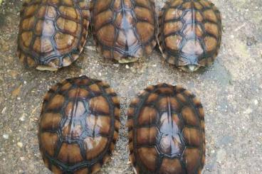Schildkröten  kaufen und verkaufen Photo: mauremys mutica +chinemys reevesii + terrapene major