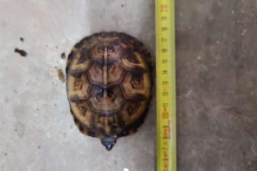 Landschildkröten kaufen und verkaufen Photo: terrapene major and pixidea mouhoti mouhoti Landschildkröten kaufen und verkaufen Photo: terrapene major and pixidea mouhoti mouhoti