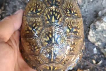 Schildkröten kaufen und verkaufen Foto: Turtles and tortoises Schildkröten kaufen und verkaufen Foto: Turtles and tortoises