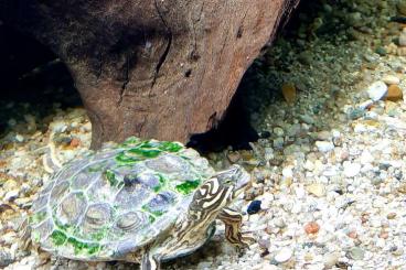 Sumpfschildkröten kaufen und verkaufen Foto: Schwarzknopf-Höckerschildkröten, Graptemys nigrinoda nigrinoda