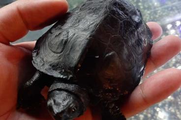 Sumpfschildkröten kaufen und verkaufen Foto: Chinesische Dreikielschildkröten, Mauremys reevesii