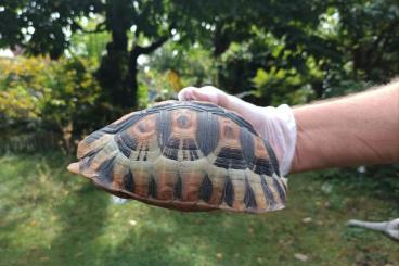 Landschildkröten kaufen und verkaufen Foto: 1.0 chersina angulata, adult