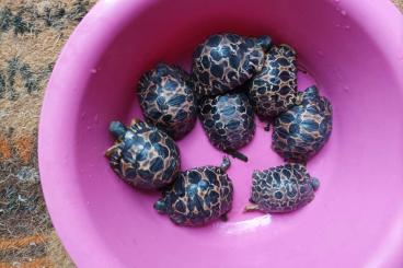 Landschildkröten kaufen und verkaufen Foto: Astrochelys radiata, Nachzuchten aus 2024/25 Landschildkröten kaufen und verkaufen Foto: Astrochelys radiata, Nachzuchten aus 2024/25