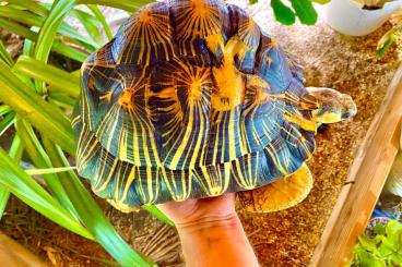 Landschildkröten kaufen und verkaufen Foto: 0.1 Astrochelys radiata, Nachzucht aus 2012