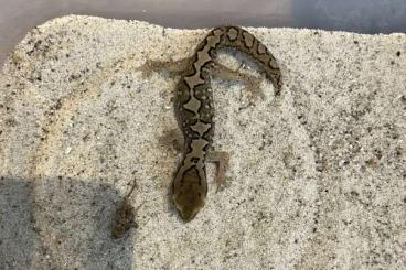 Lizards kaufen und verkaufen Photo: —-Geckos for Hamm in March—-