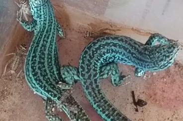Echsen kaufen und verkaufen Foto: Podarcis, Morelia viridis, Ctenosaura Echsen kaufen und verkaufen Foto: Podarcis, Morelia viridis, Ctenosaura