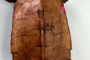 Schildkröten kaufen und verkaufen Foto: Homopus areolatus, Geoemyda spengleri Schildkröten kaufen und verkaufen Foto: Homopus areolatus, Geoemyda spengleri