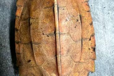 Schildkröten kaufen und verkaufen Foto: Homopus areolatus, Geoemyda spengleri Schildkröten kaufen und verkaufen Foto: Homopus areolatus, Geoemyda spengleri