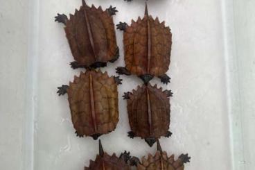 Schildkröten  kaufen und verkaufen Foto: Geoemyda Spengleri, Geochelone elegans, Malacochersus tornieri