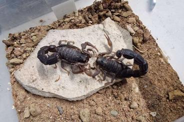 Spiders and Scorpions kaufen und verkaufen Photo: Diverse Vogelspinnen, Skorpione und Witwen