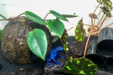 Poison dart frogs kaufen und verkaufen Photo: Tinctorius Robertus, Azureus, Tumucumaque, Alanis