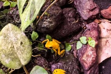 Pfeilgiftfrösche kaufen und verkaufen Foto: Phyllobates Terribilis         