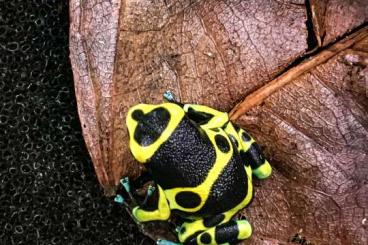 Pfeilgiftfrösche kaufen und verkaufen Foto: Dendrobates leucomelas Cerro Autana